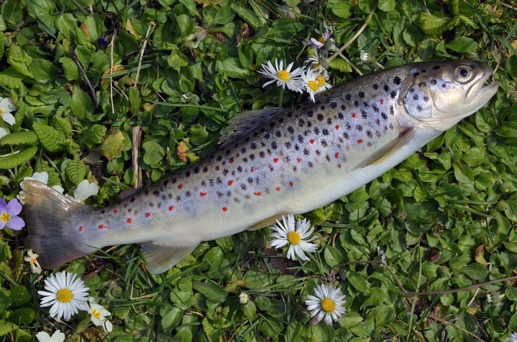 Fisch Schonzeiten in NRW